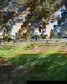 Arborização do Sítio das Hortas e Pinhal das Areias