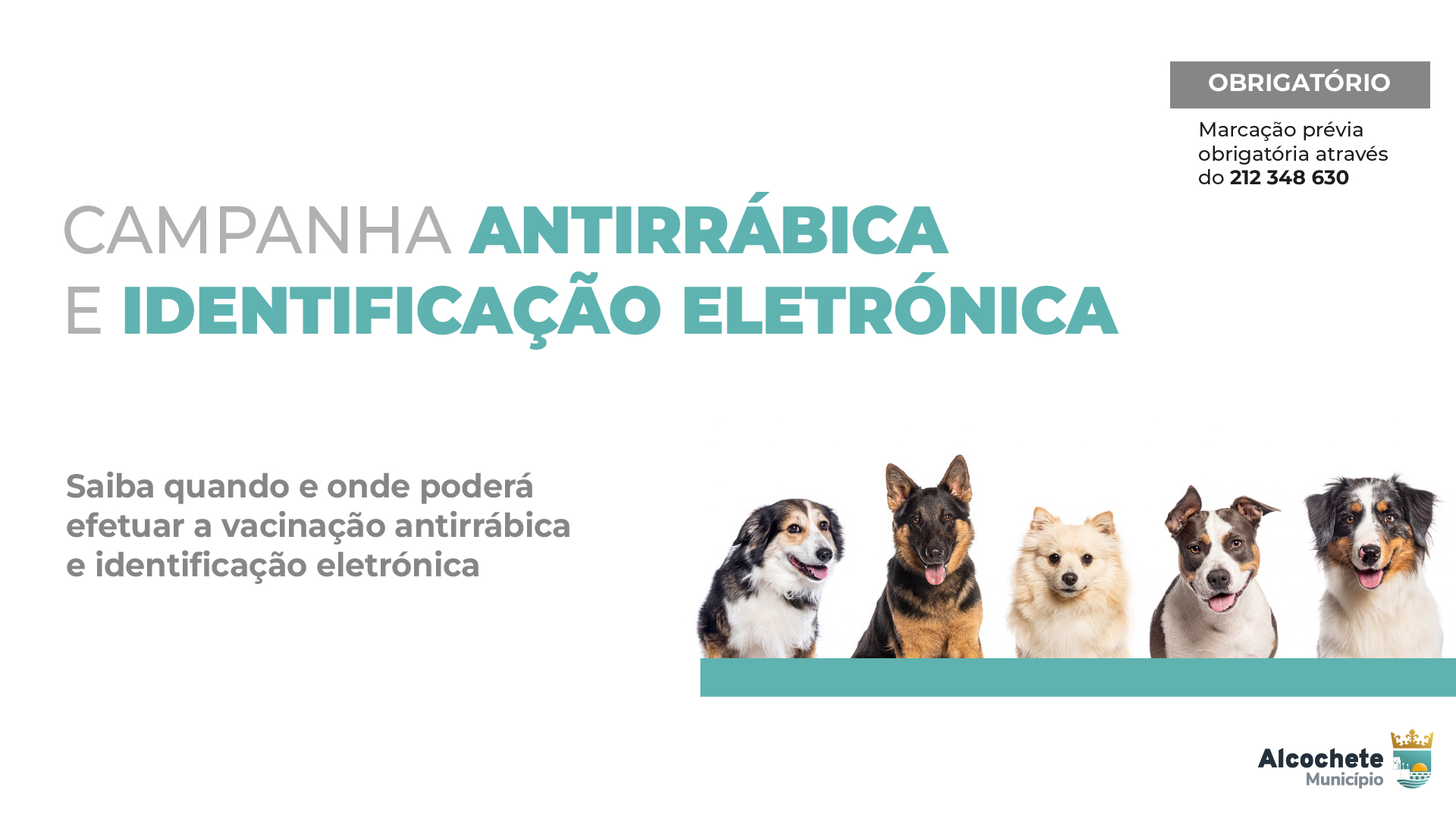 Campanha de vacinação antirrábica arranca a 15 de junho 