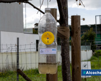 Alcochete aposta na prevenção contra a vespa asiática 