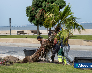 Município aposta na renovação do Jardim do Rossio 
