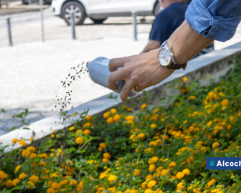 Município aposta em proteção natural para o arvoredo 