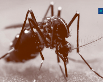 T.R.A.V. o Mosquito Tigre - Faça a sua parte! 