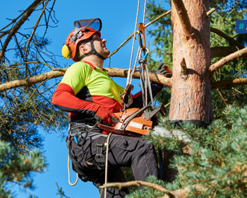 Trabalhos de arboricultura condicionam a circulação 