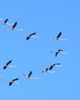 Observação de Aves