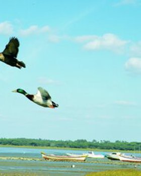 Observação de Aves