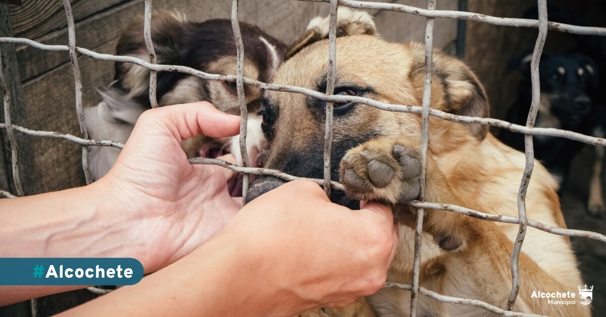 Interessados podem pronunciar-se sobre Regulamento do CROAA