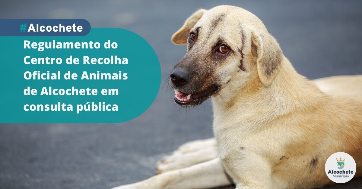 Regulamento do CROAA em consulta pública