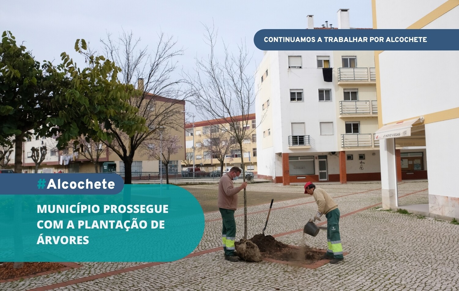 Município prossegue com a plantação de árvores