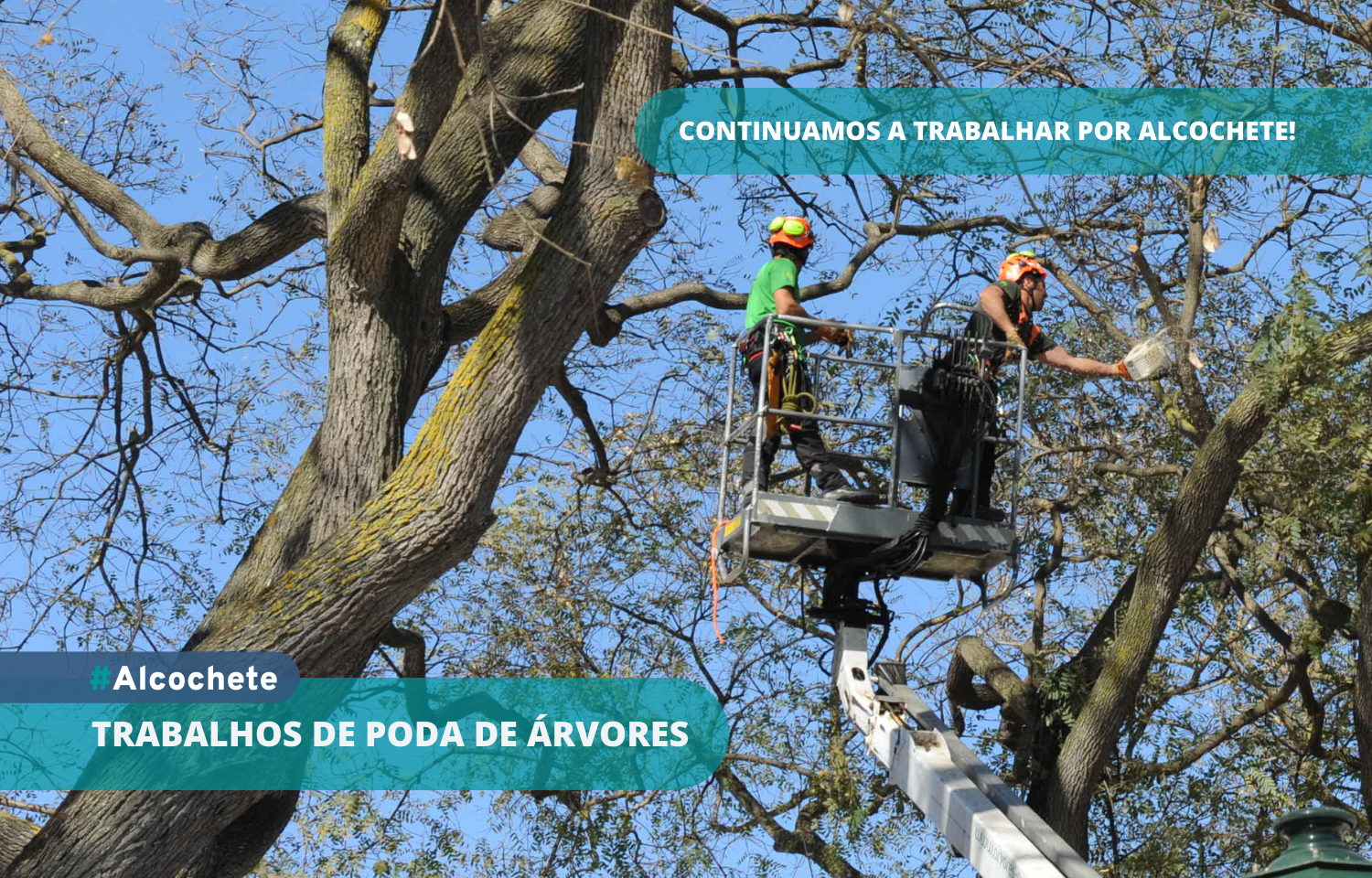 Estão a decorrer os trabalhos de poda de árvores