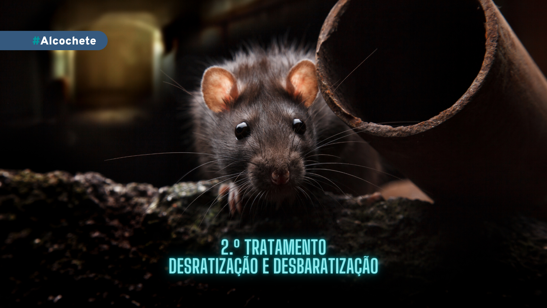 2.º Tratamento - Desratização e desbaratização