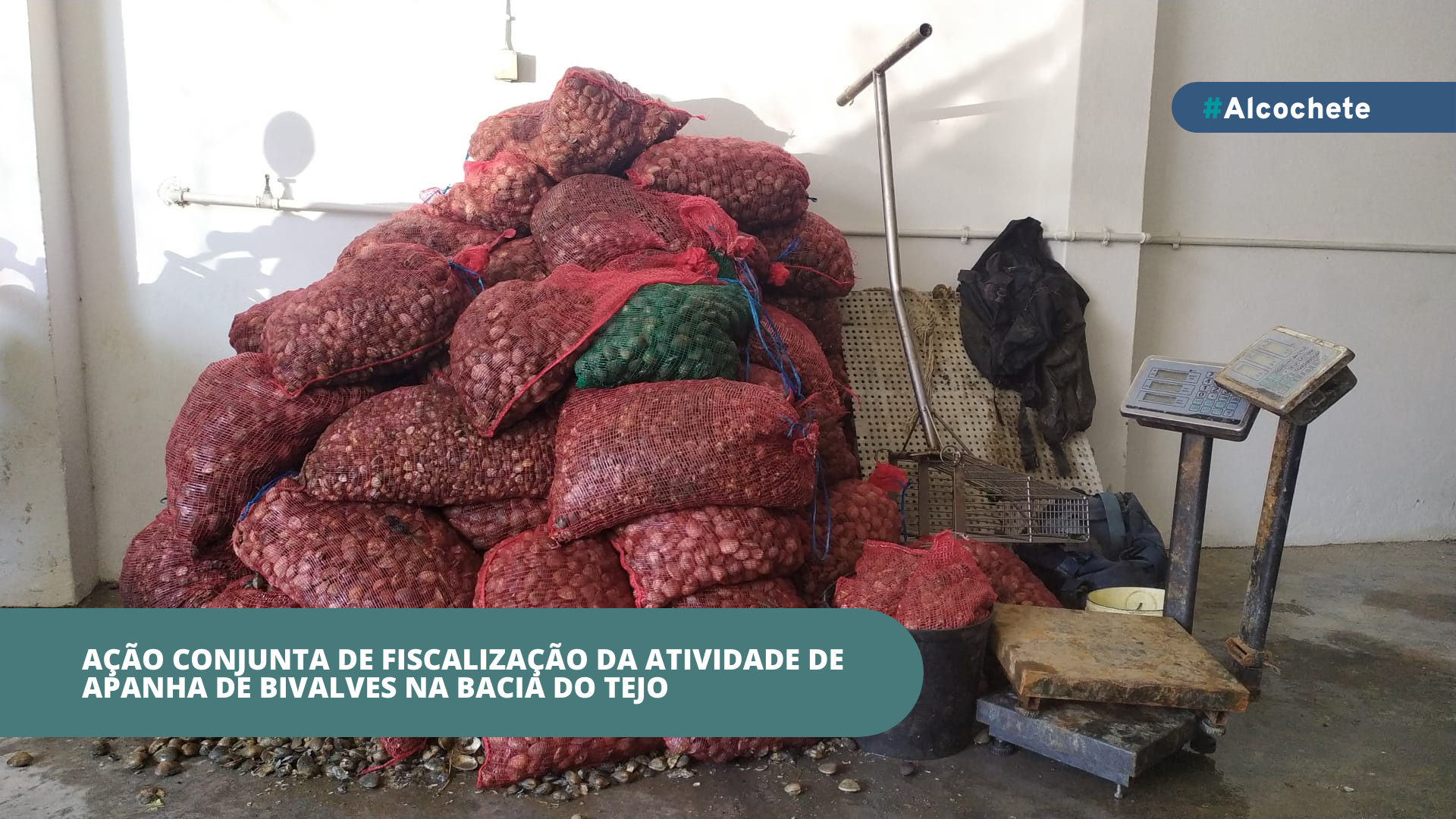 Ação conjunta de fiscalização da atividade de apanha de bivalves na bacia do Tejo