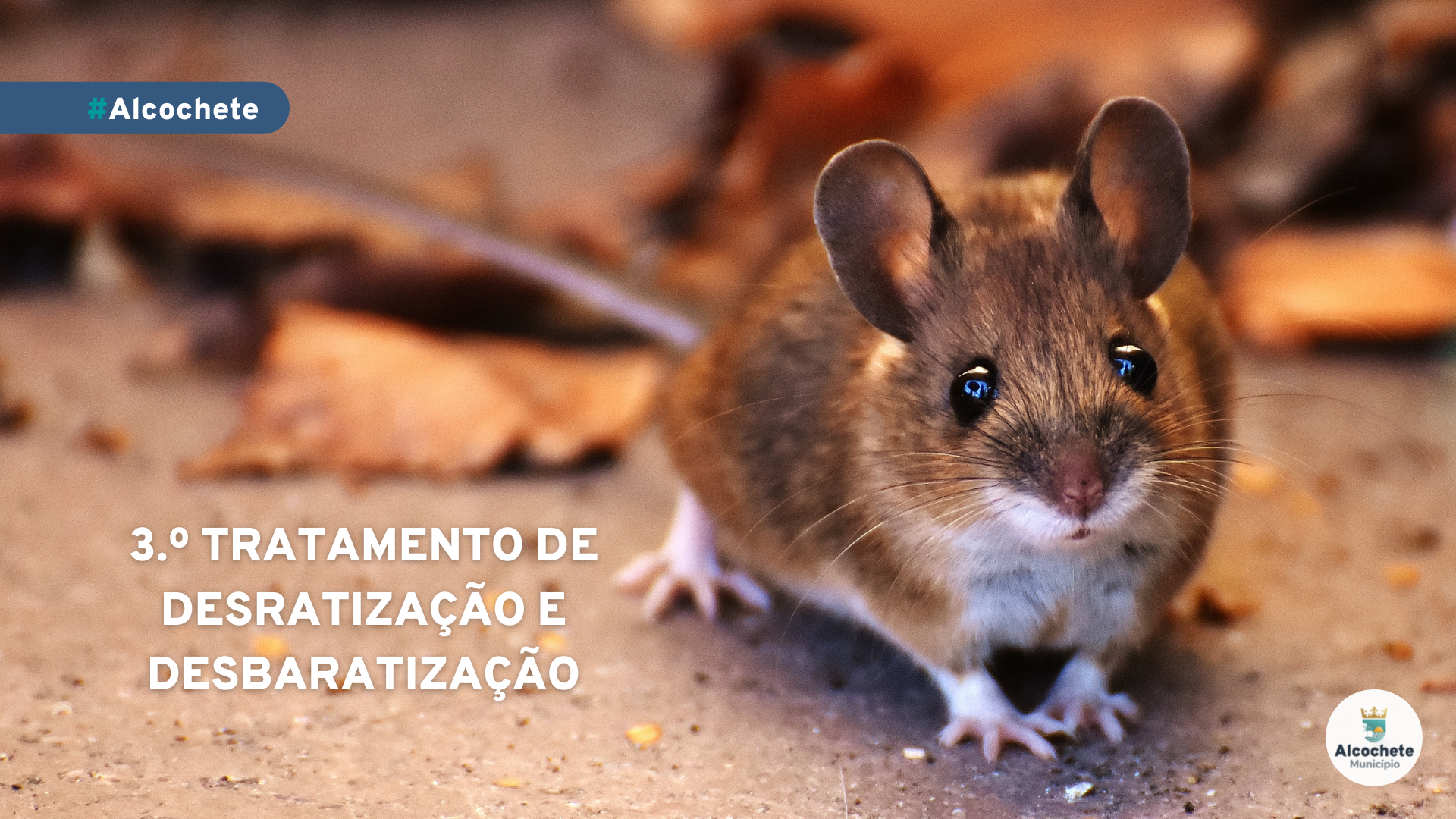 3.º tratamento de Desratização e desbaratização