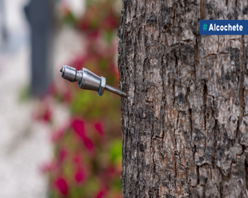 Tratamento fitossanitário nas árvores ornamentais