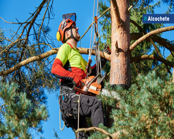 Condicionamentos de trânsito devido a trabalhos de arboricultura