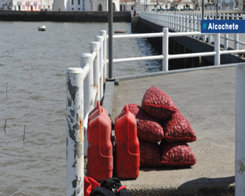 Município não desiste de lutar pela resolução da apanha ilegal de bivalves